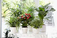 Indoor plants mix
