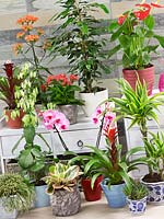 Indoor Plant Mix
