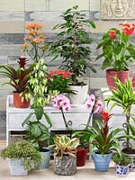 Indoor Plant Mix