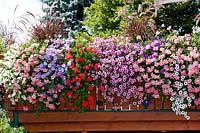 Balcony planting with annuals