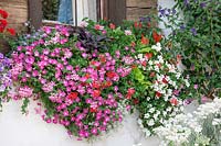 Windowbox with annuals