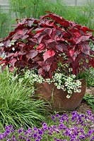 Acalypha and Scaevola in planter
