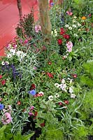 Colorful garden with annuals