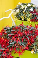 Begonia Crackling Fire ® Scarlet