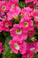 Petunia Cascadias ™ Pink