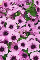 Petunia Cascadias ™ Purple Spark