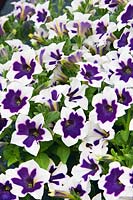Petunia Cascadias ™ Rim Violet