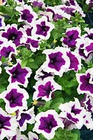 Petunia Petunia Cascadias ™ Violet Skirt