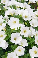 Petunia Petunia Cascadias ™ White
