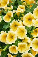 Petunia Fanfare ™ Yellow