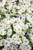 Petunia Littletunia™ White Grace