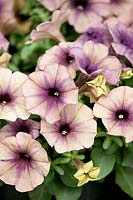 Petunia Crazytunia ® Air Violet