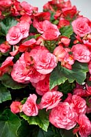 Begonia Solenia ® Dusty Rose