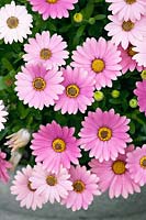 Osteospermum Cape Daisy ™ Softly Pink Improved