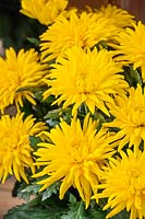 Chrysanthemum Durango ™ Yellow