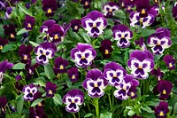 Viola WonderFall ™ Violet with Face, Viola Endurio ® Pure Violet