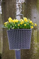 Narcissus cyclamineus Tete-a-Tete in hanging basket