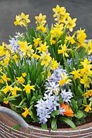 Narcissus cyclamineus Tete-a-Tete and Puschkinia libanotica in pot