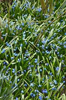 Scilla siberica Spring Beauty