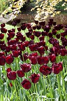 Tulipa Crispa Vincent van Gogh