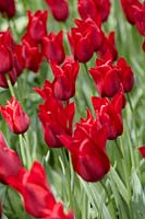Tulipa Lily Flowered Red Shine