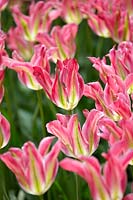 Tulipa viridiflora Virichic