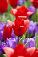 Tulipa kaufmanniana Showwinner and Crocus Remembrance