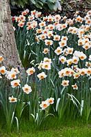 Narcissus Small Cupped Barrett Browning