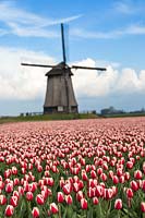 Tulip field with Windmill