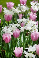 Tulipa Synaeda Amor and Narcissus Thalia