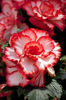Begonia AmeriHybrid ® Picotee White Red
