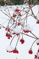 Viburnum opulus fruit covered in snow