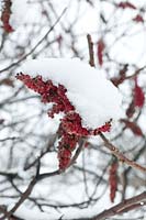 Rhus typhina covered with snow