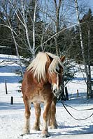 Horse in the winter landscape