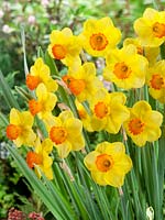 Narcissus Large Cupped Sportsman
