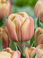 Tulipa Double Early La Belle Epoque