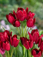 Tulipa Single Late Fiery Club