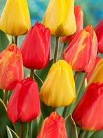 Tulipa Darwin Hybrid Garant, Royal Stream, Voyager