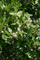 Prunus caroliniana Bright 'N Tight