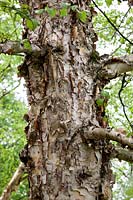 Betula x caerulea, tree trunk