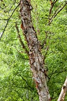 Betula x caerulea, tree trunk