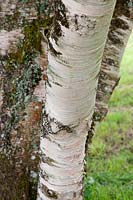 Betula ermanii, tree trunk