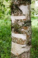 Betula papyrifera, tree trunk