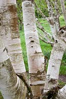 Betula utilis var. jacquemontii, tree trunk