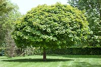 Acer platanoides Globosum