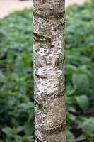 Betula pubescens, tree trunk
