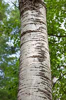 Populus tremuloides, tree trunk