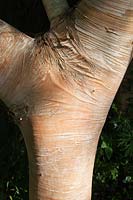 Betula ermanii Blush