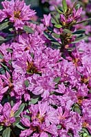 Rhododendron Checkmate