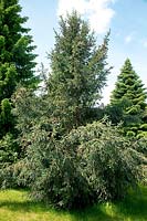 Picea likiangensis var. rubescens
